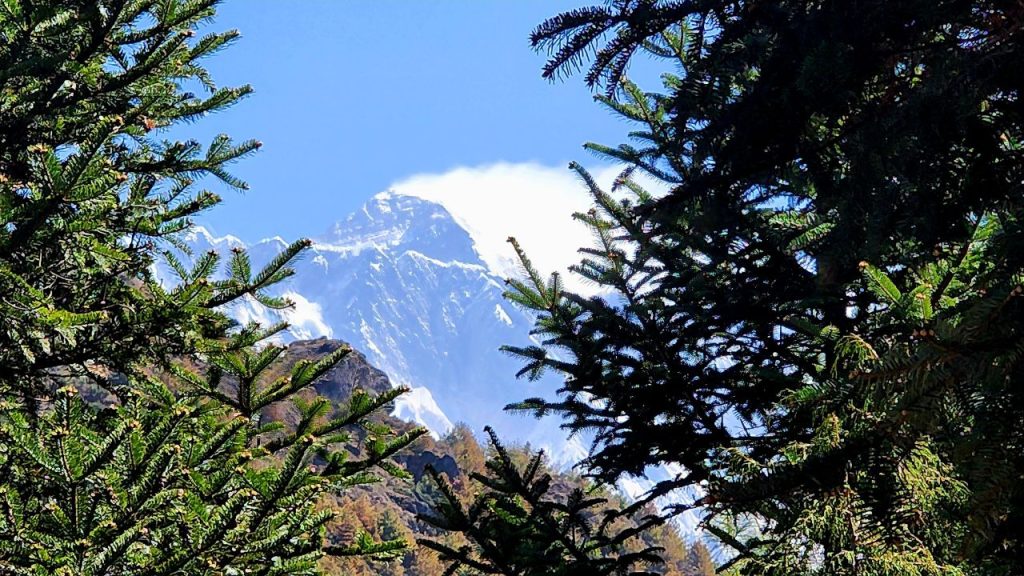 Mount Everest framed by pine trees.