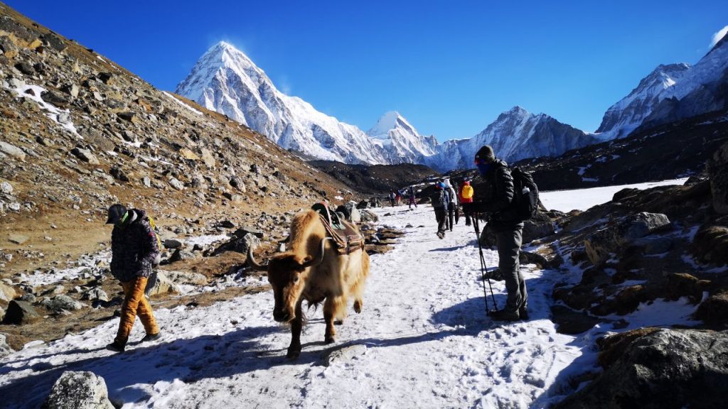 Yak and trekkers walking along the Everest Base Camp Trek